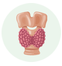 Thyroid Care icon